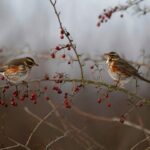 image of two redwing birds in a tree